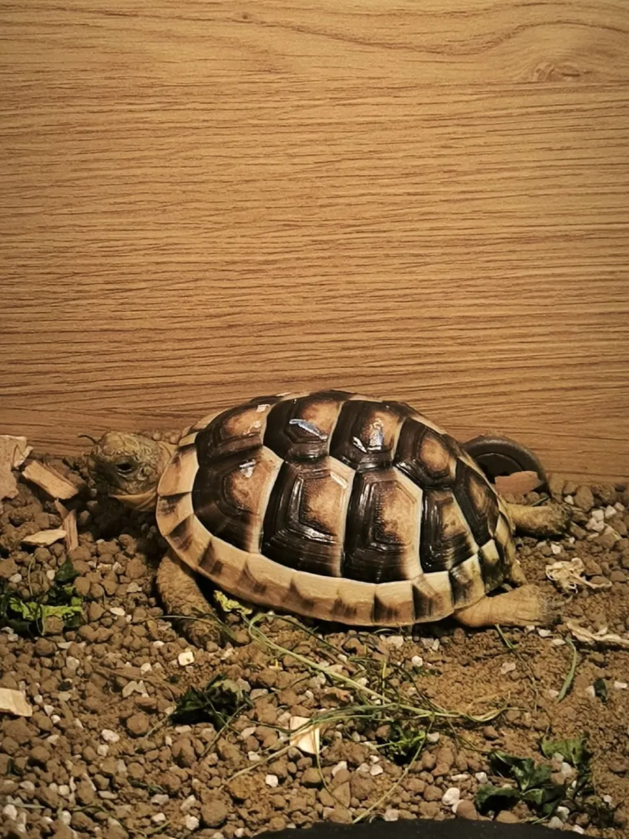 Tortoise - Image 4