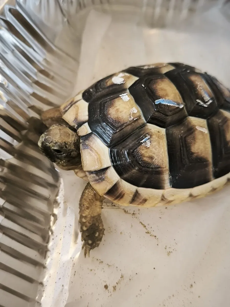Tortoise - Image 2