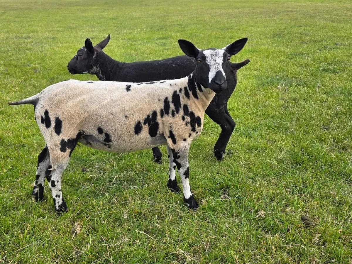 Pedigree Dutch Spotted Ewe Lambs - Image 3