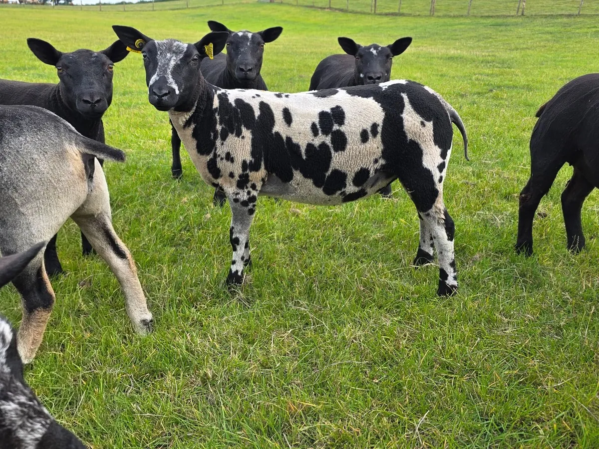 Pedigree Dutch Spotted Ewe Lambs - Image 2