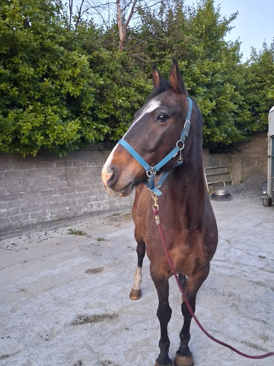 7yo Bay gelding - Image 1