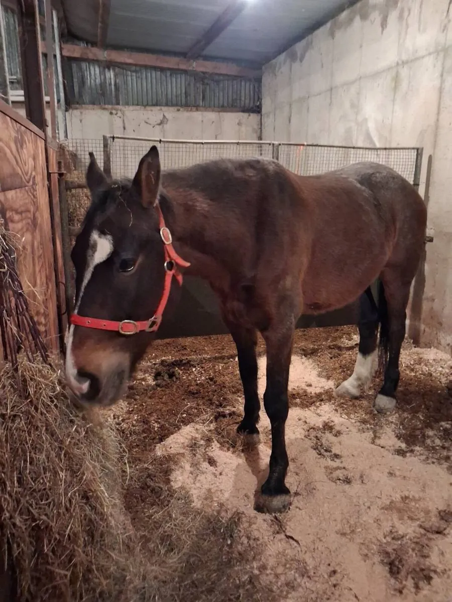 7yo Bay gelding - Image 2