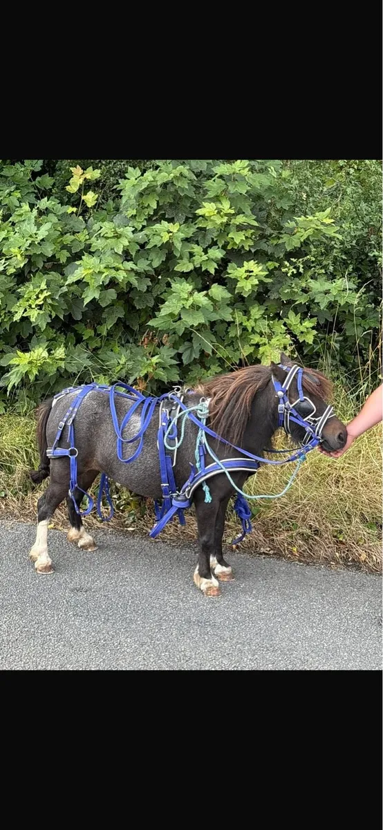 5 year old mare pony