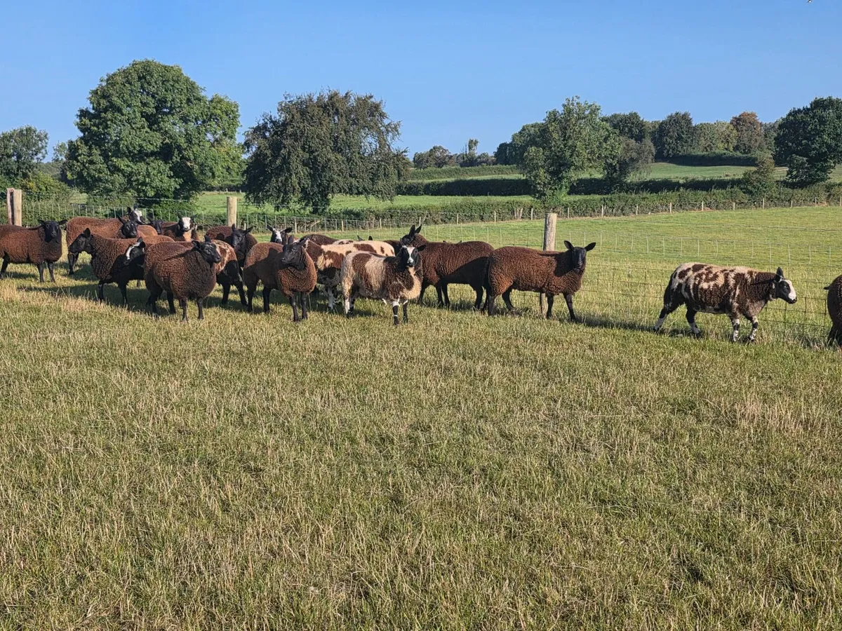 Ewe Lambs - Image 3
