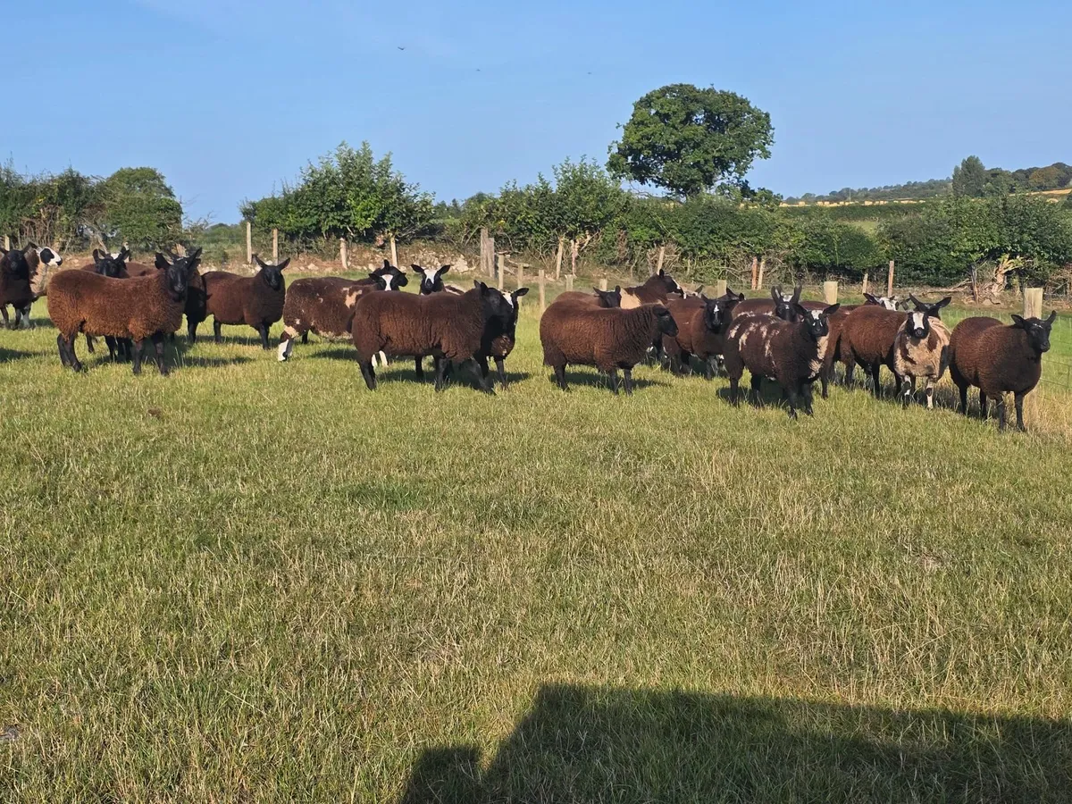 Ewe Lambs - Image 2