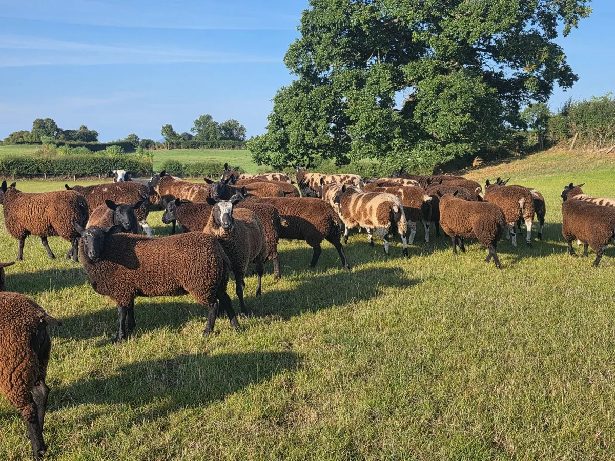 Ewe Lambs - Image 4
