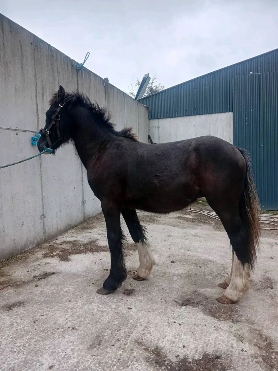 Yearling colt - Image 3