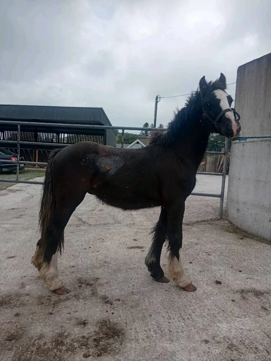 Yearling colt - Image 1