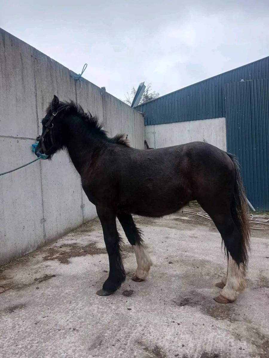 Yearling colt - Image 2