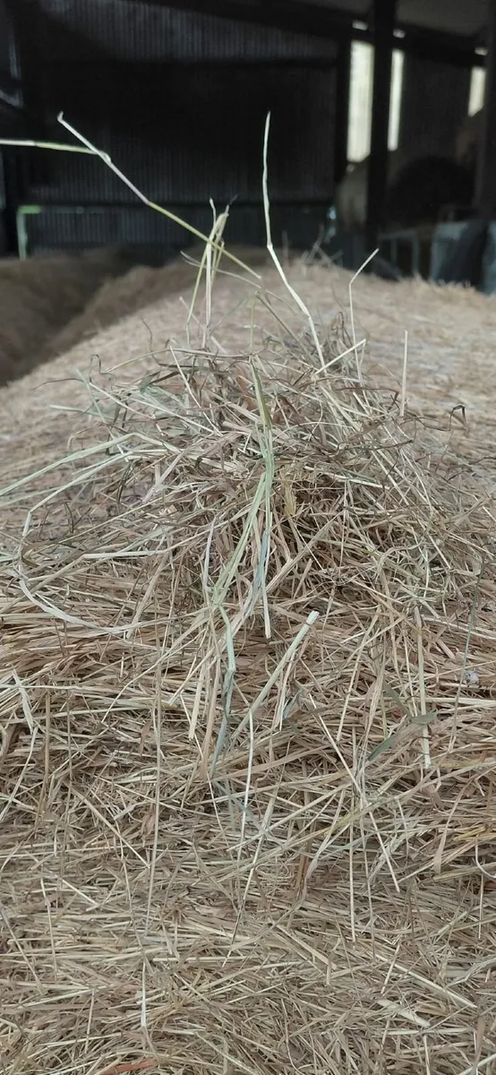 Hay - Image 1