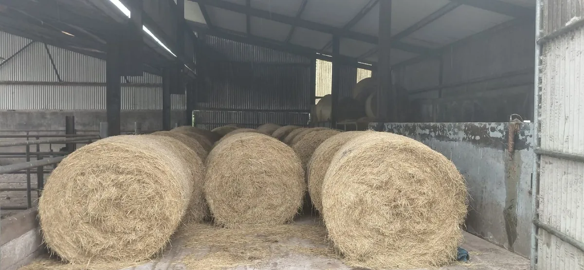 Hay - Image 2