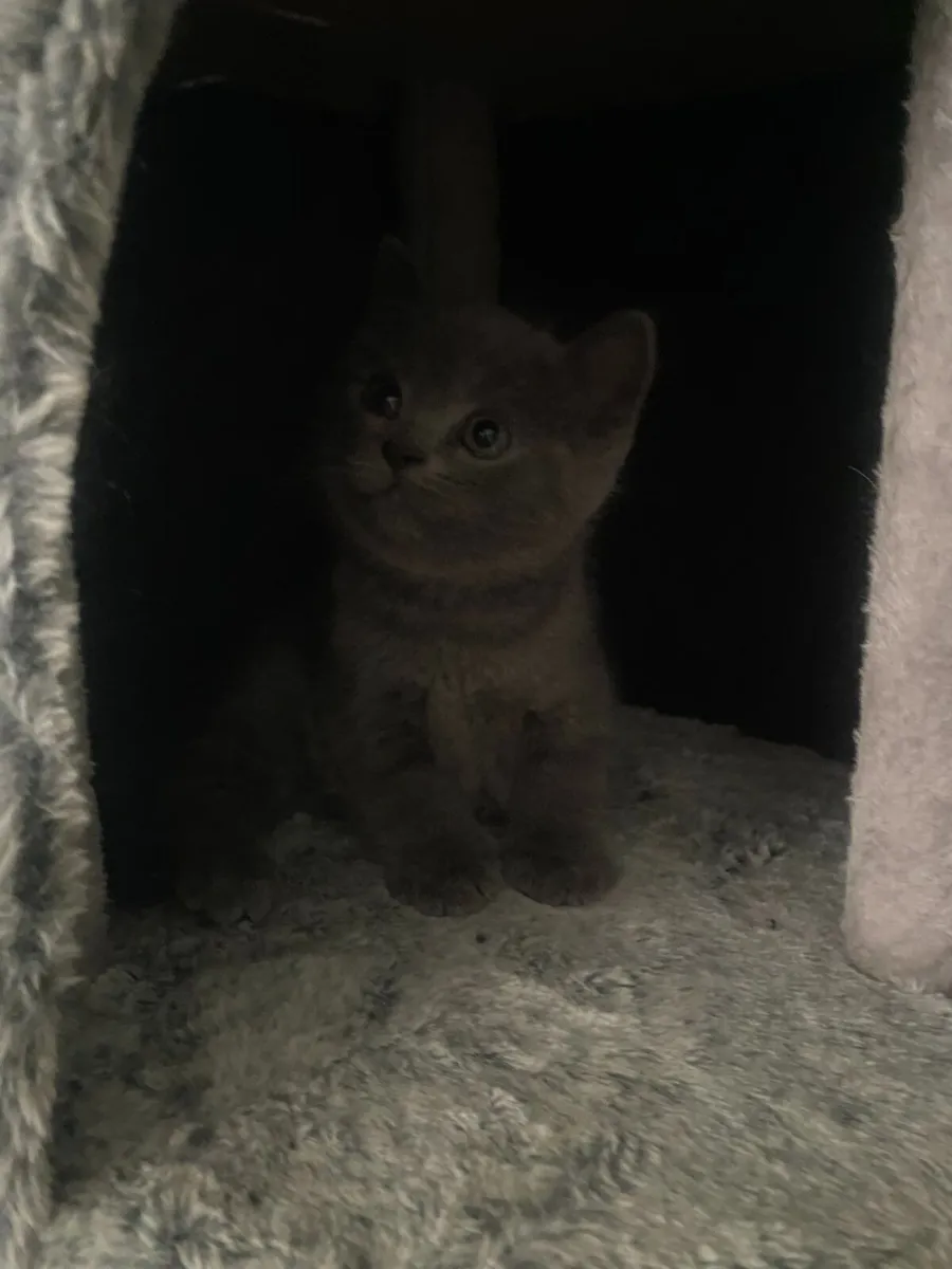 British shorthair kittens - Image 1