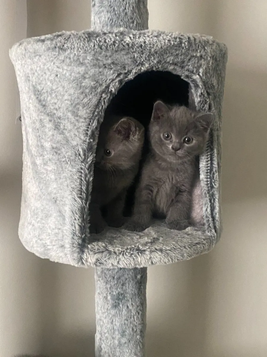 British shorthair kittens - Image 4