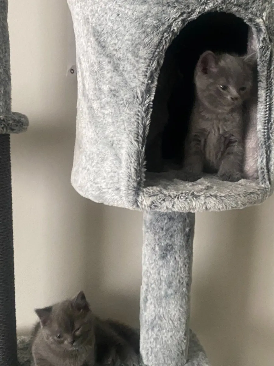 British shorthair kittens - Image 2
