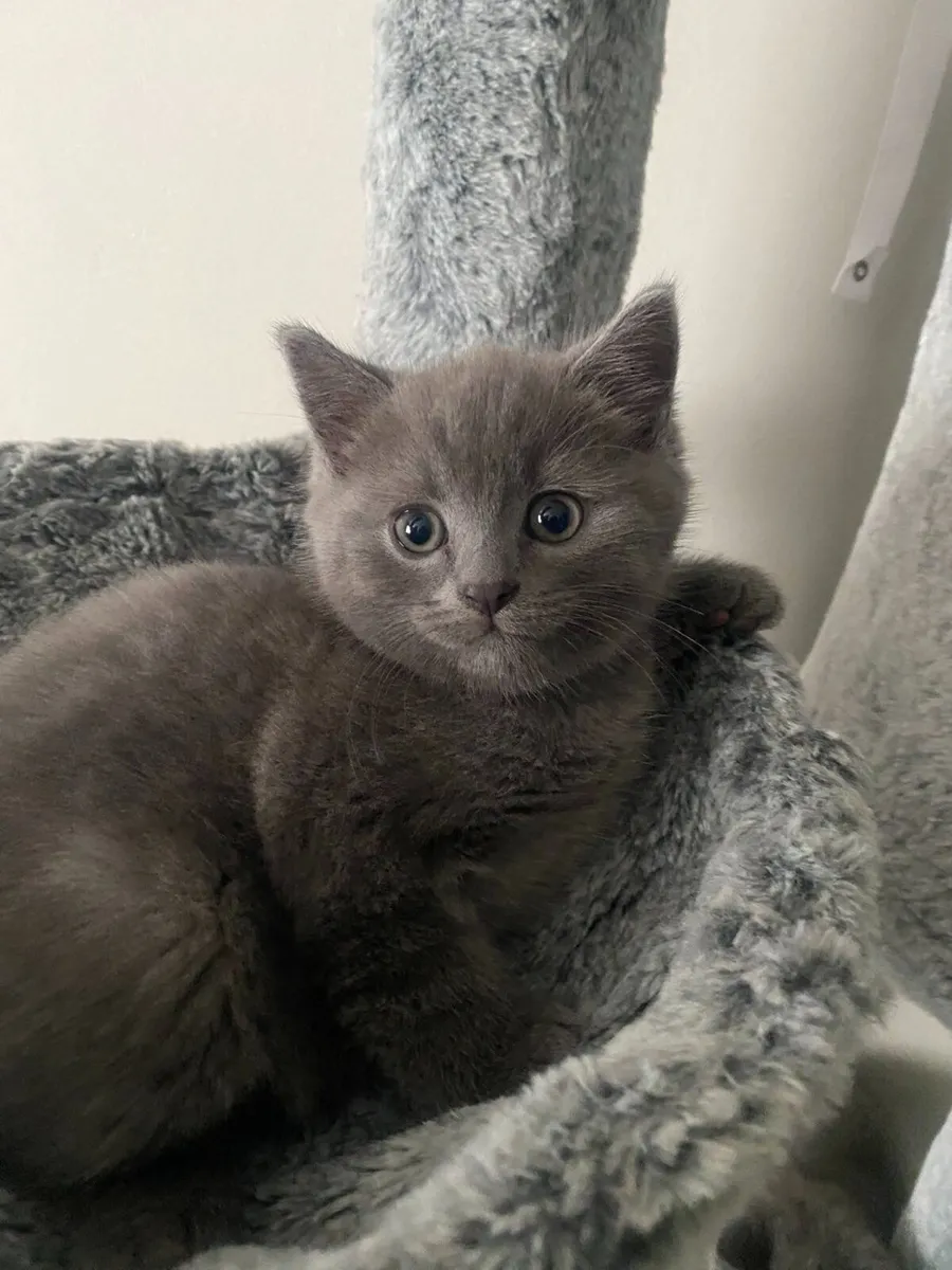 British shorthair kittens - Image 3
