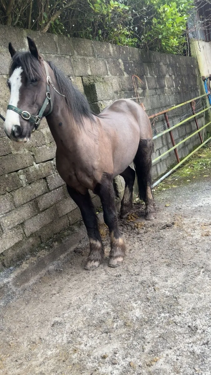 4 yo Gelding - Image 1