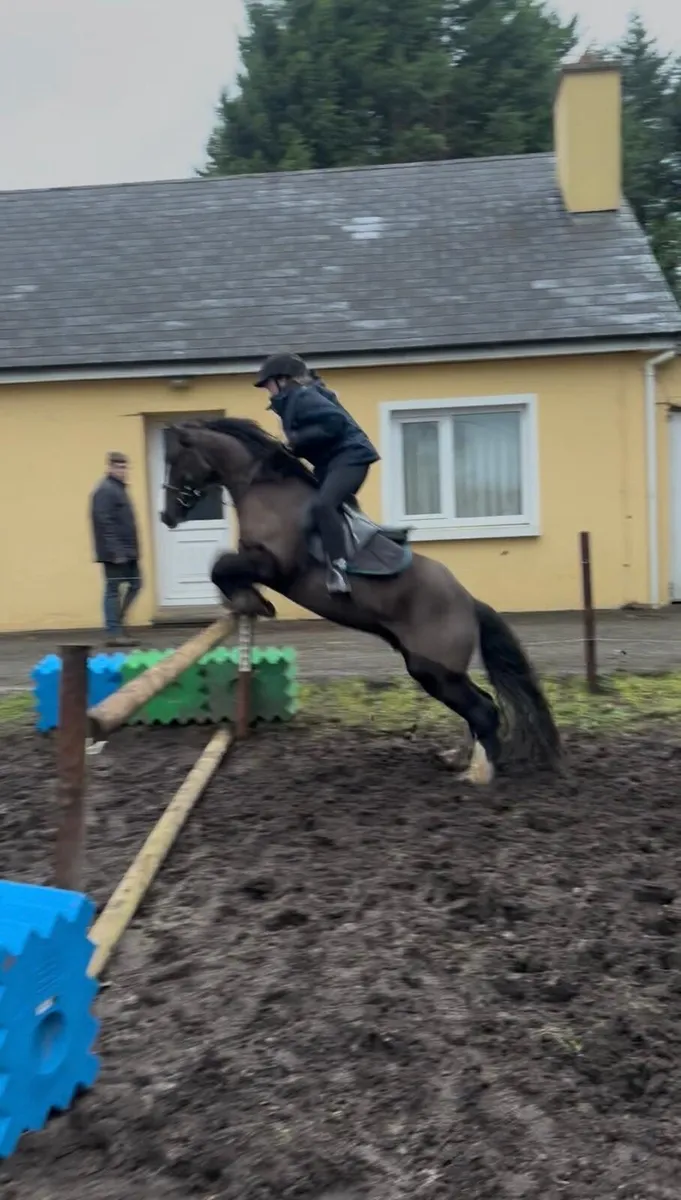 4 yo Gelding - Image 2