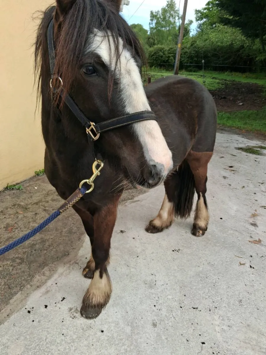 4 yo Gelding - Image 3