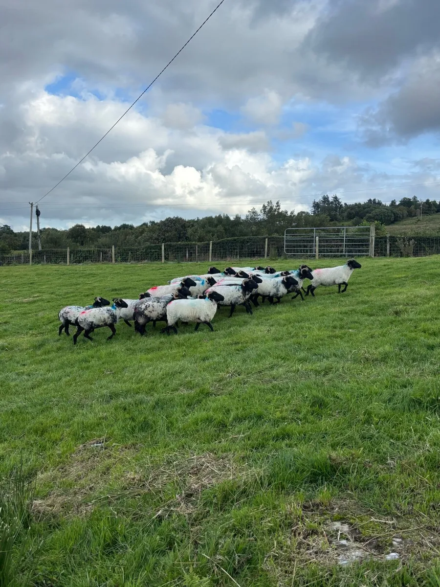 Blackface mountain hoggets - Image 1