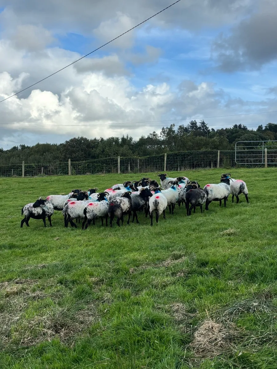 Blackface mountain hoggets - Image 2
