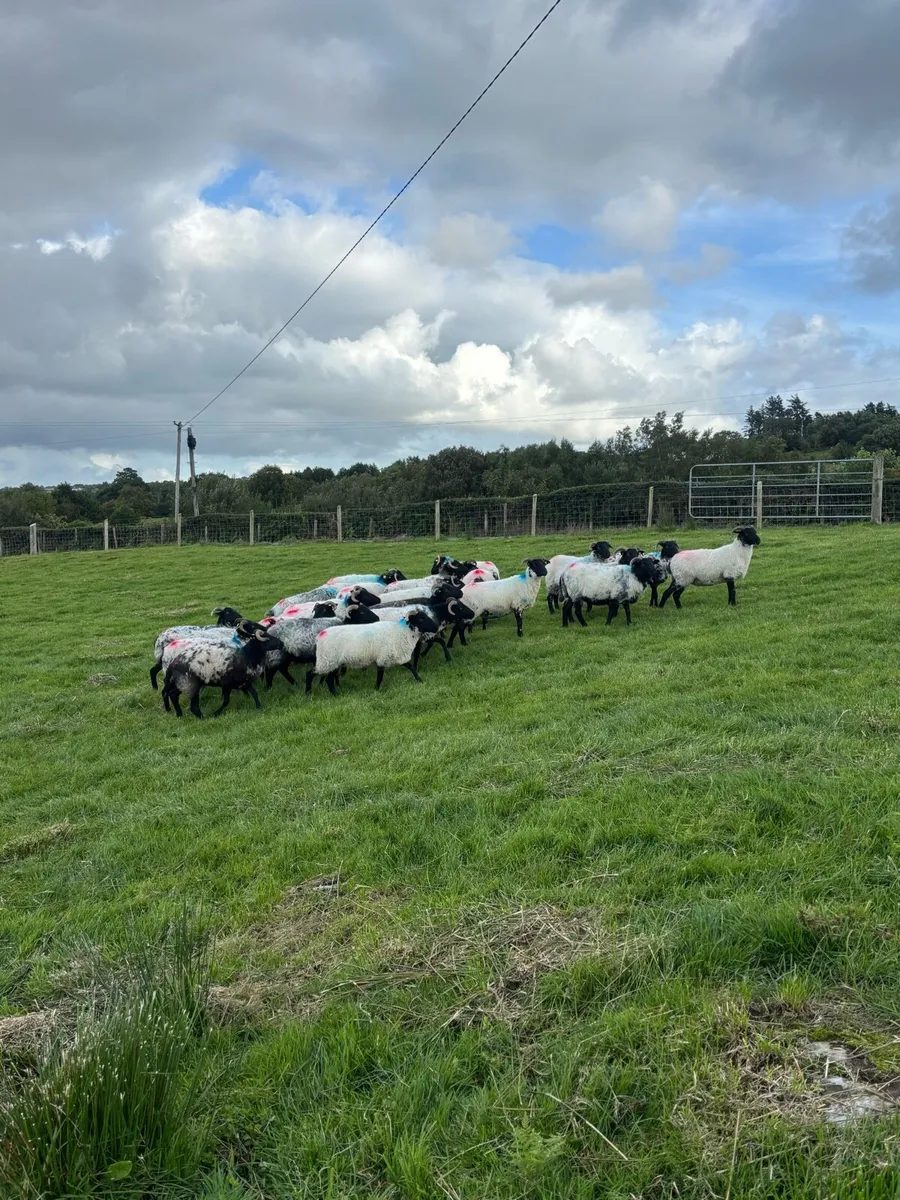 Blackface mountain hoggets - Image 3