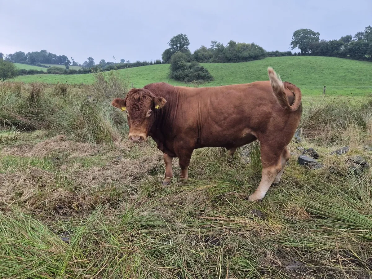 Limousine pb bull - Image 1