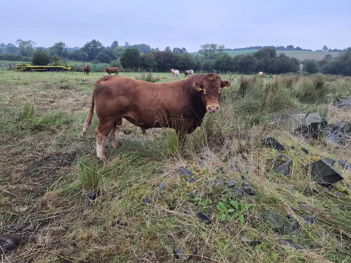 Limousine pb bull - Image 2