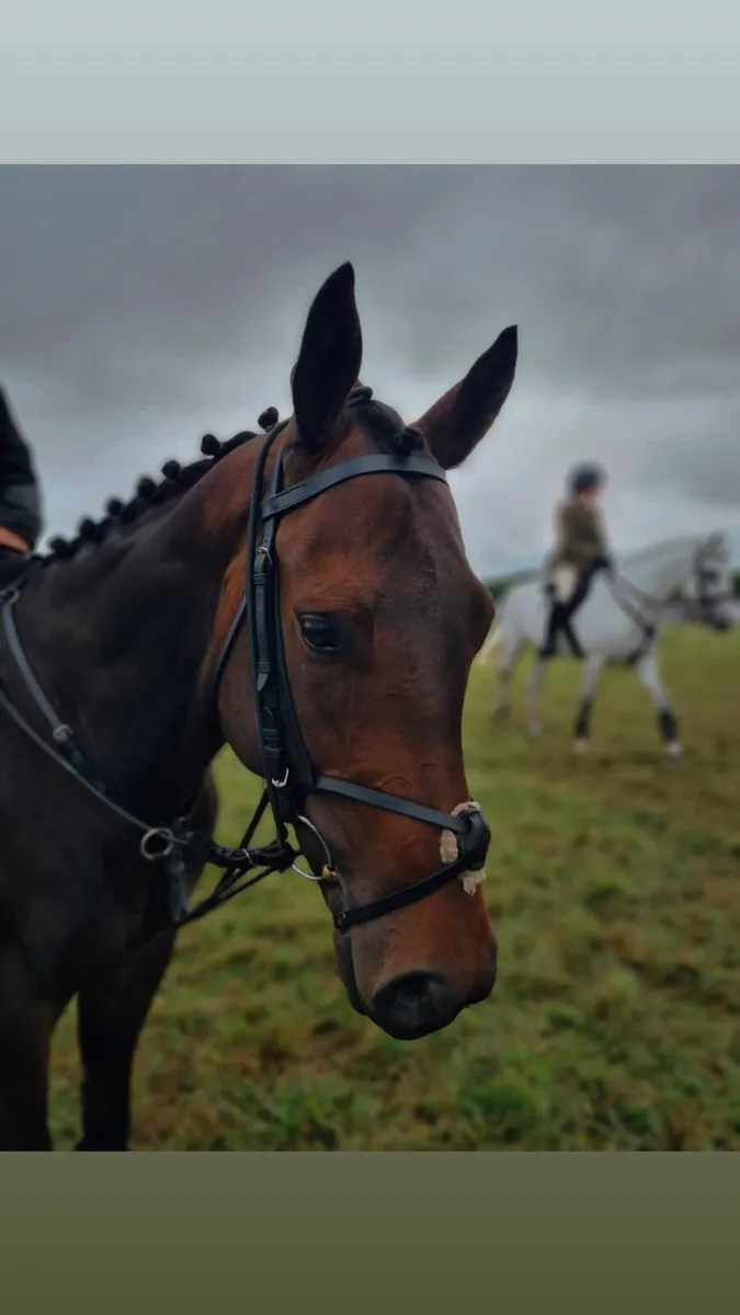 ⭐️Thoroughbred gelding ⭐️ - Image 3