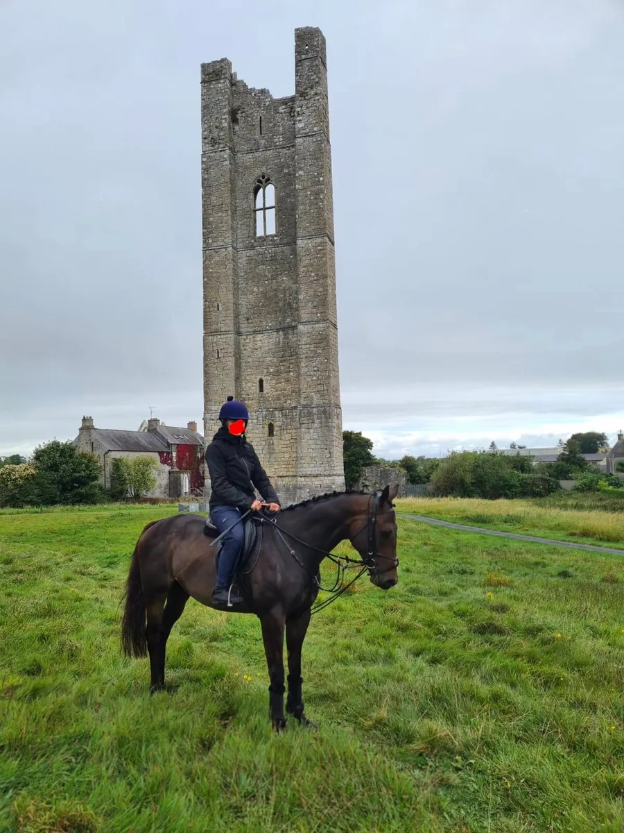 ⭐️Thoroughbred gelding ⭐️ - Image 2