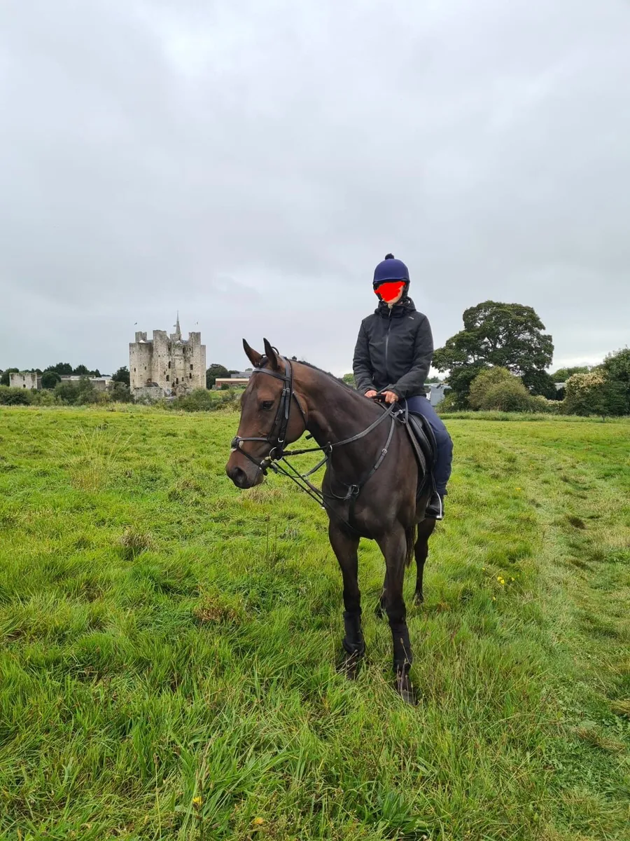 ⭐️Thoroughbred gelding ⭐️ - Image 1