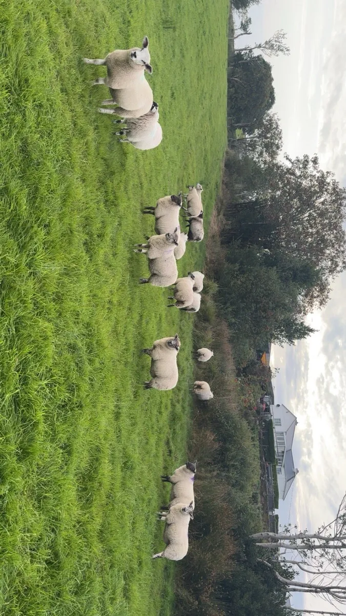 Hiltex ewe lambs - Image 2