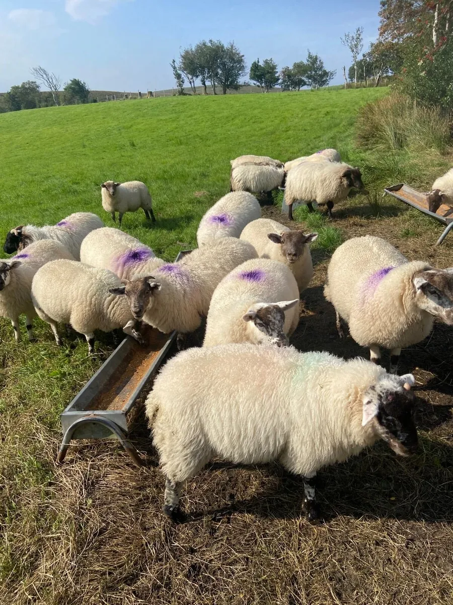 Hiltex ewe lambs - Image 3