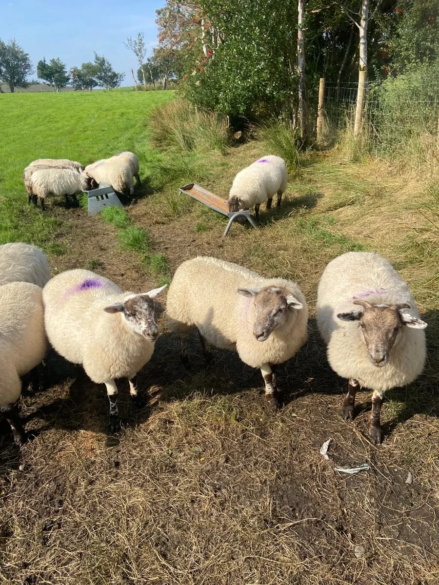 Hiltex ewe lambs - Image 4
