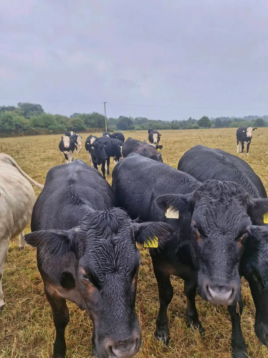 Heifers - Image 3