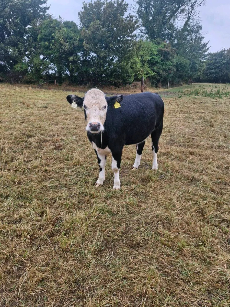 Heifers - Image 4