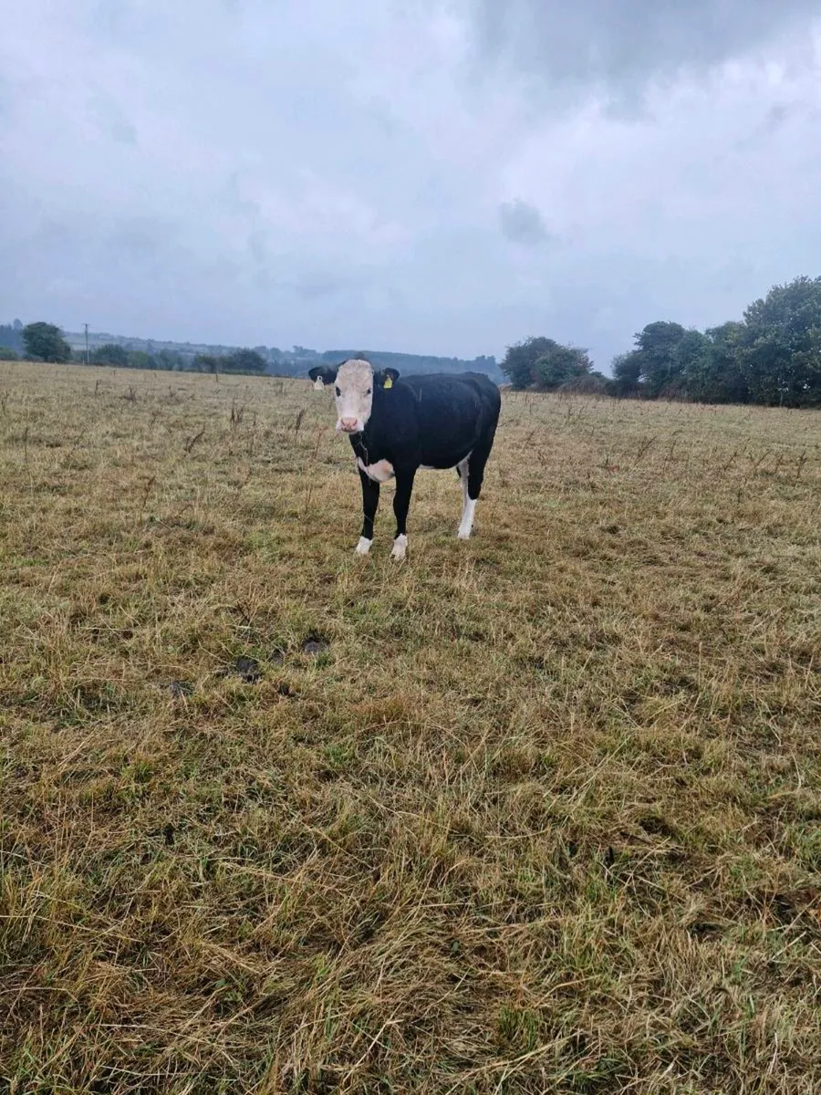 Heifers - Image 1