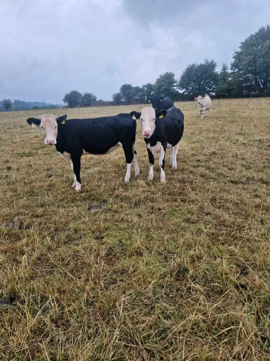 Heifers - Image 2