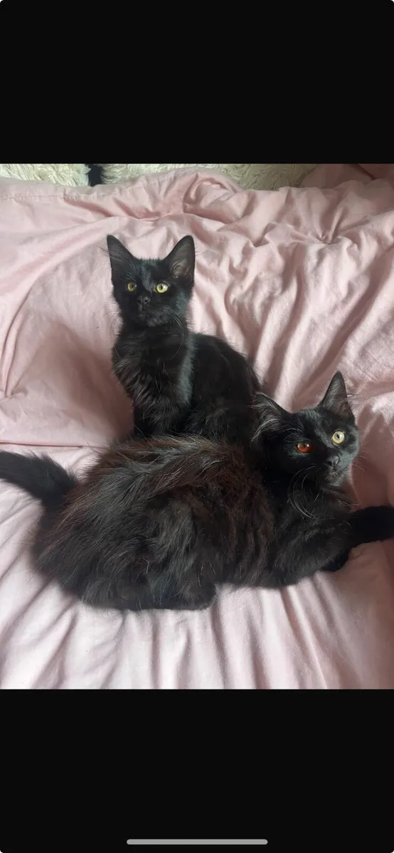 Kittens - Image 1
