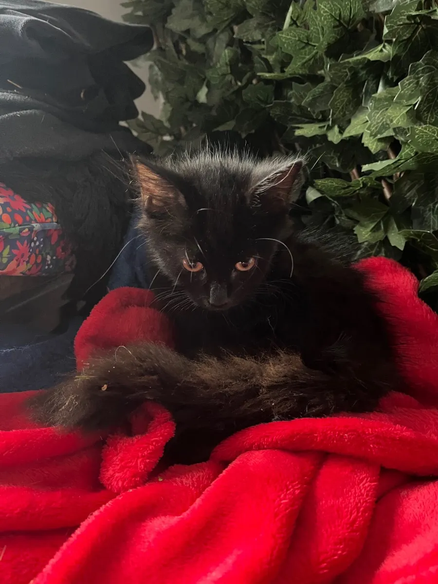 Kittens - Image 2
