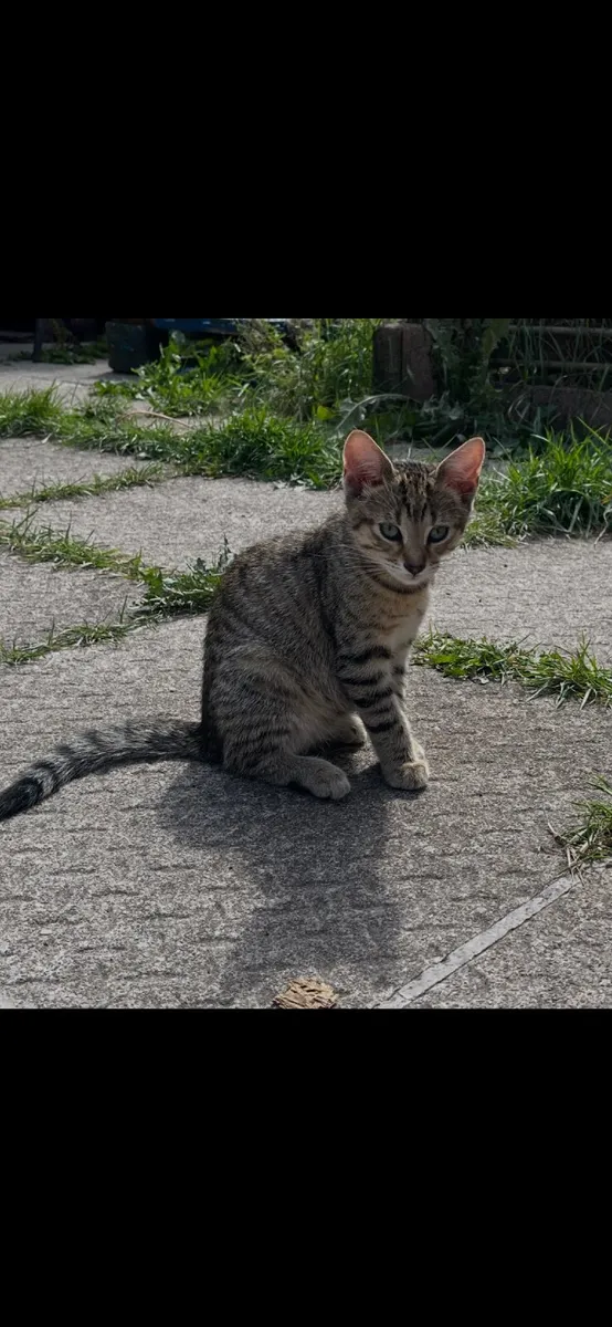 Kittens - Image 4