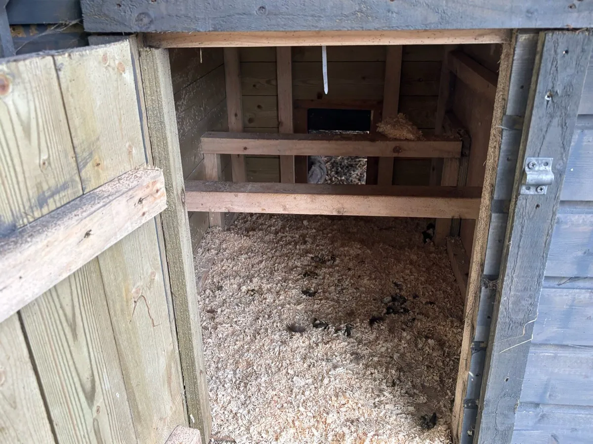 Poultry - Image 2