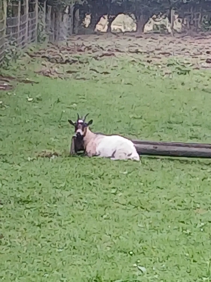Pygmy Goats - Image 2