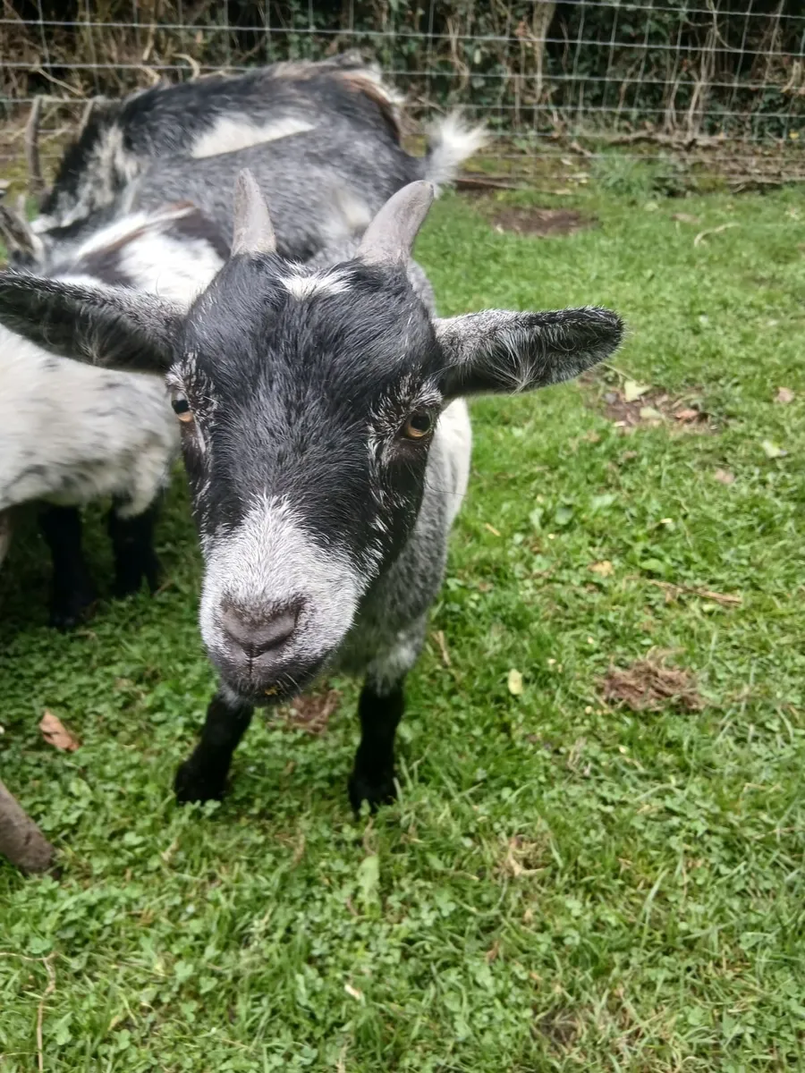 Pygmy Goats - Image 3