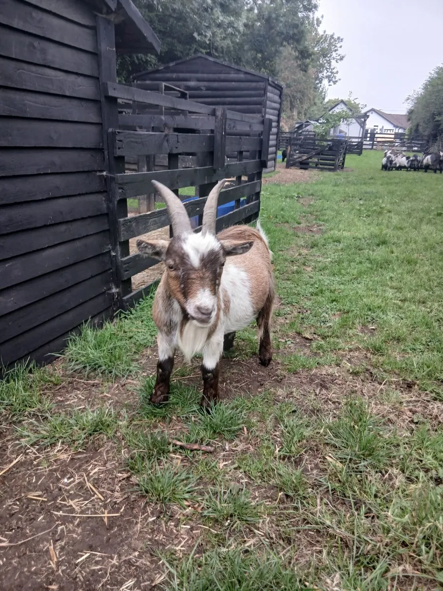 Pygmy Goats - Image 4
