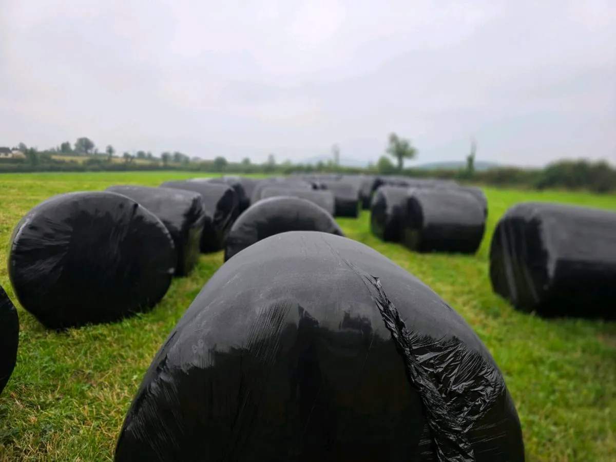 Silage - Image 2