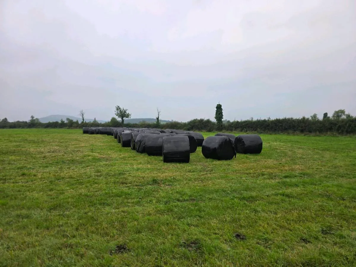 Silage - Image 3