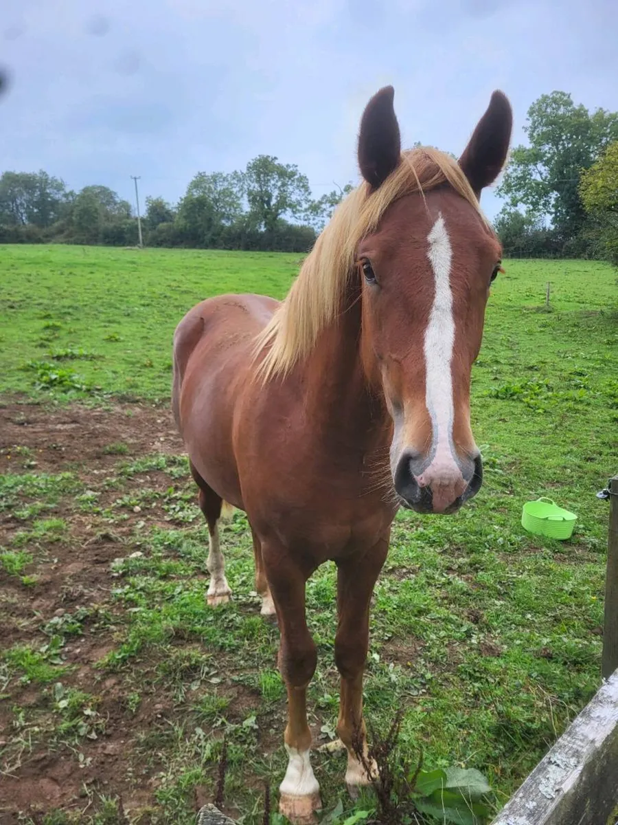 yearning colt - Image 1