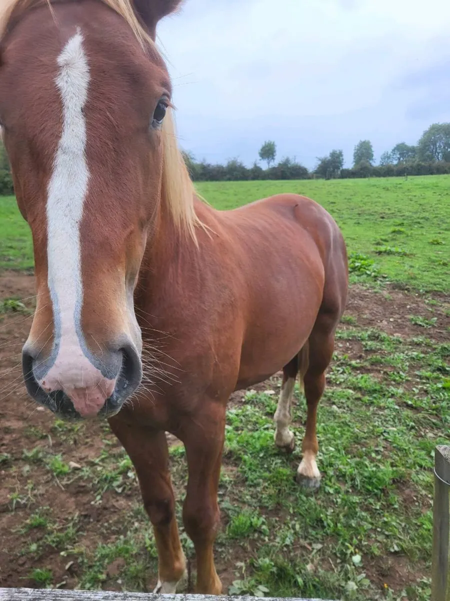 yearning colt - Image 4