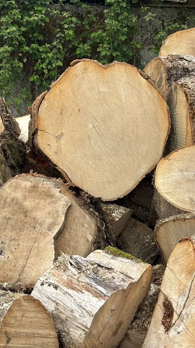 Hardwood firewood - Image 4