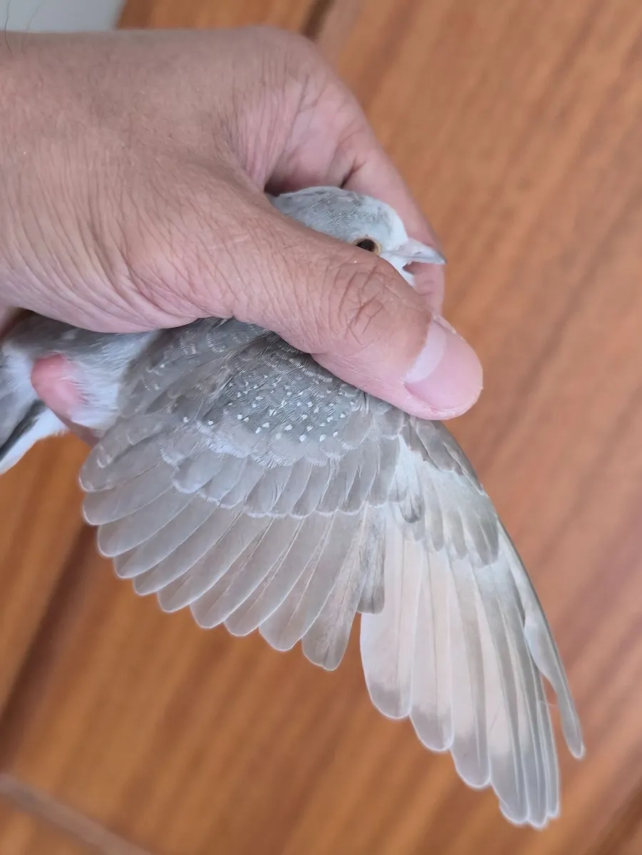 Bird - Image 2